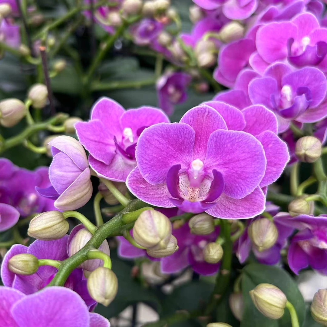 甄选（小可爱）蝴蝶兰花卉鲜花 树型多侧枝 丰花量