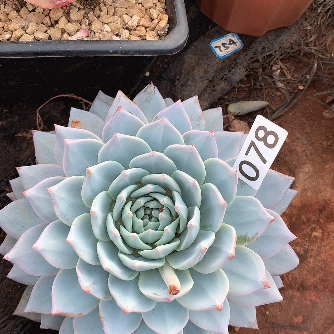 078蓝鸟一物一拍多肉