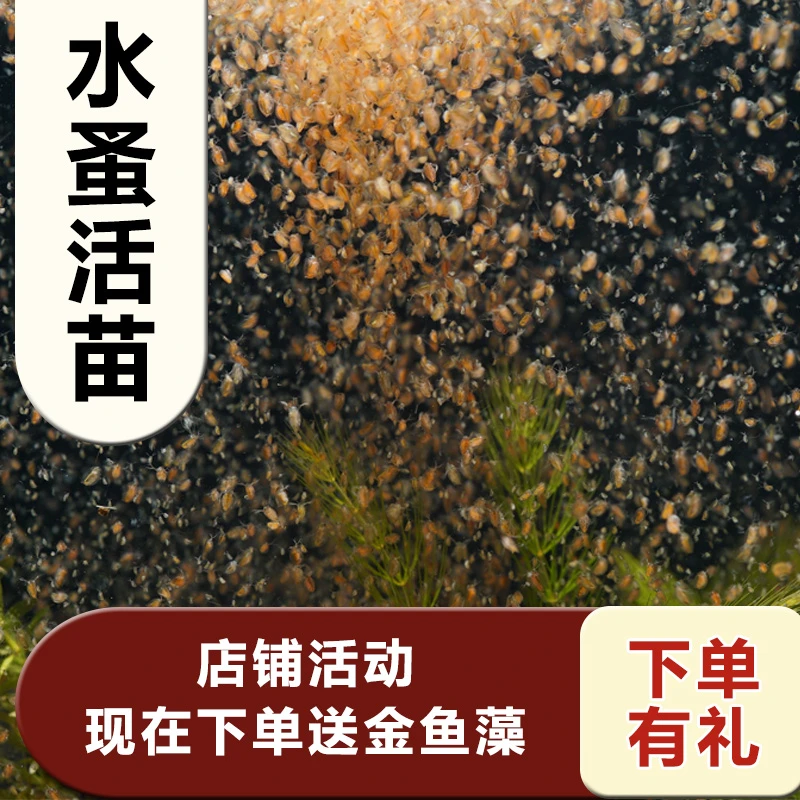 水蚤活体苗鱼食虫繁殖蚤种卵蹦蹦红虫水虱子水瘙观赏鱼苗开口饲料