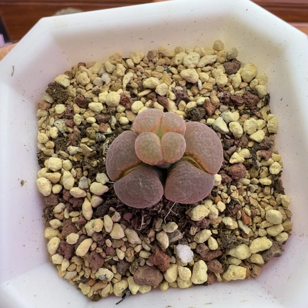 92号风铃福利特。。。。