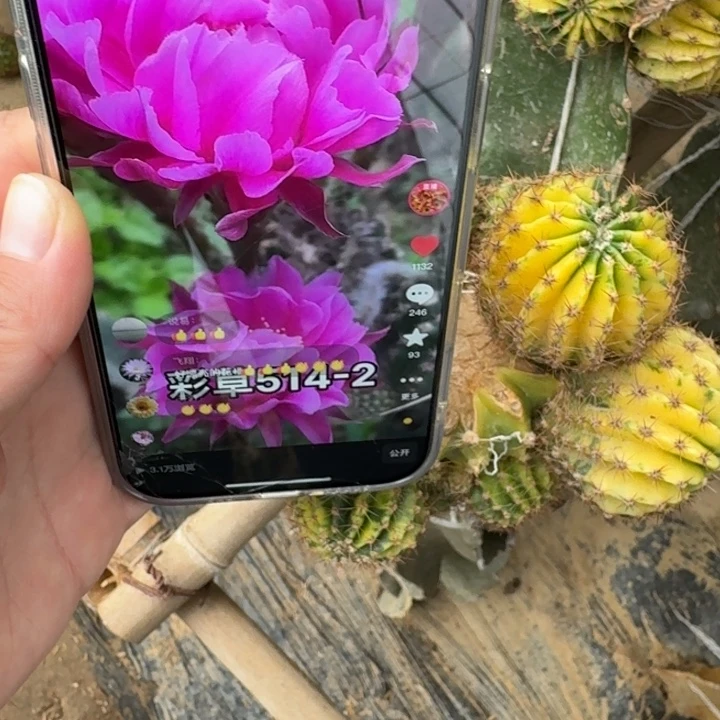 303彩草514.2锦歪无根侧牙4公分左右，20包邮