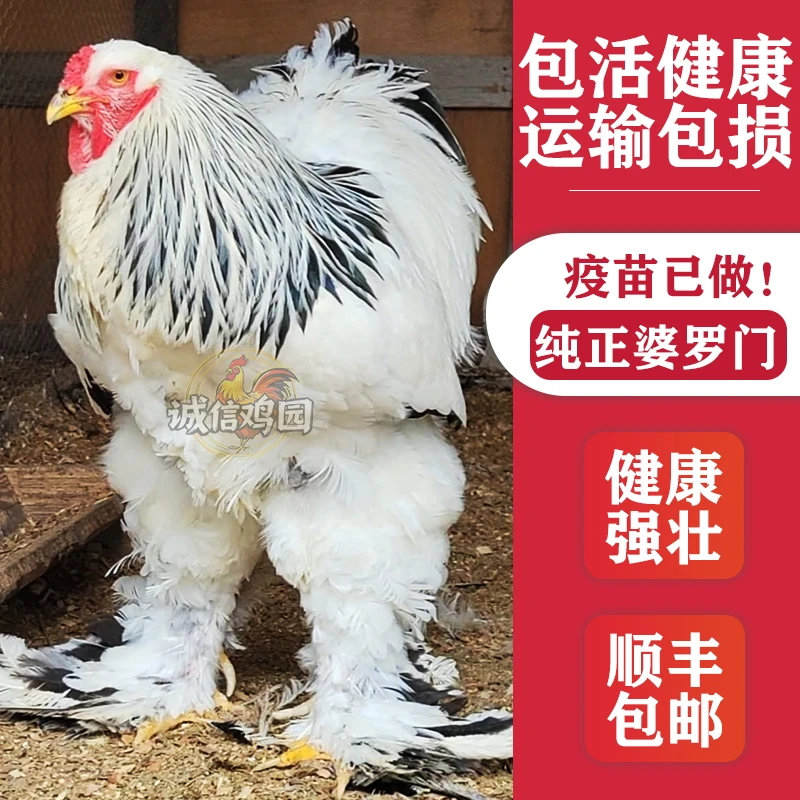 婆罗门鸡观赏鸡宠物鸡顺丰包邮包活保健康婆罗门鸡黑白花大红袍