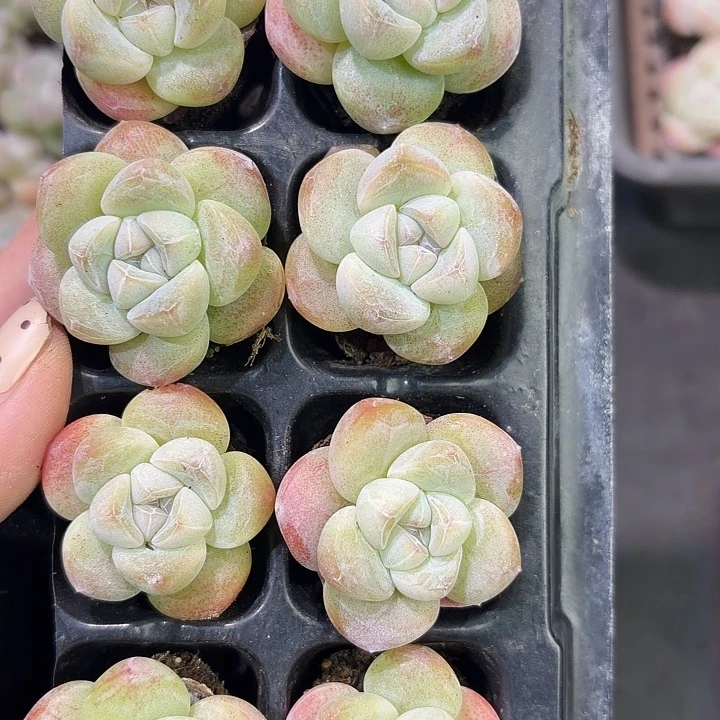 19 号到手1框一物一拍