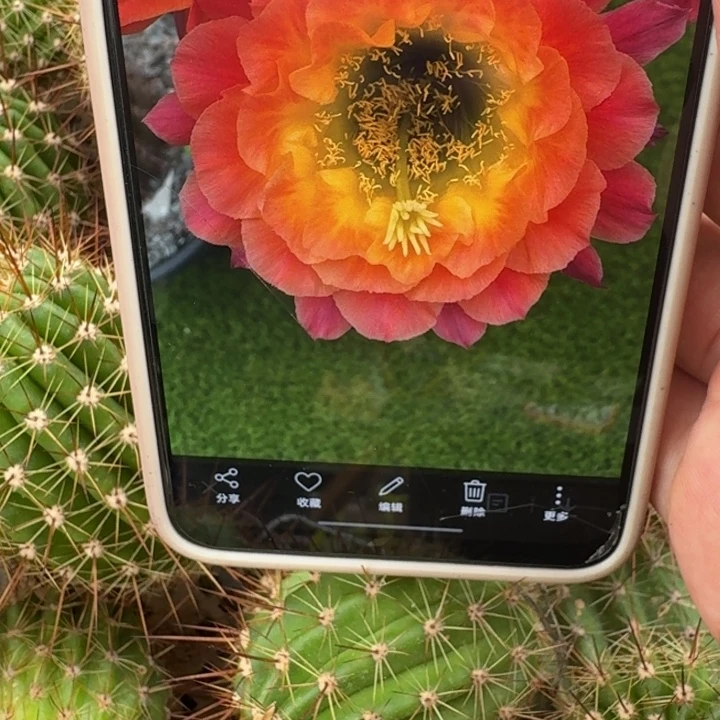 201毛大满贯歪5公分左右无根侧牙，20包邮