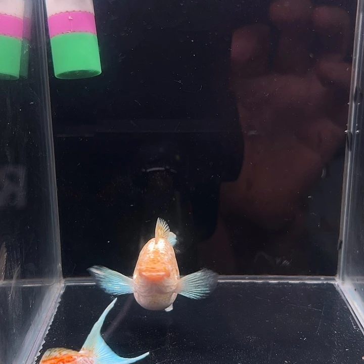 孔雀鱼精品越系萝莉玛丽球1条