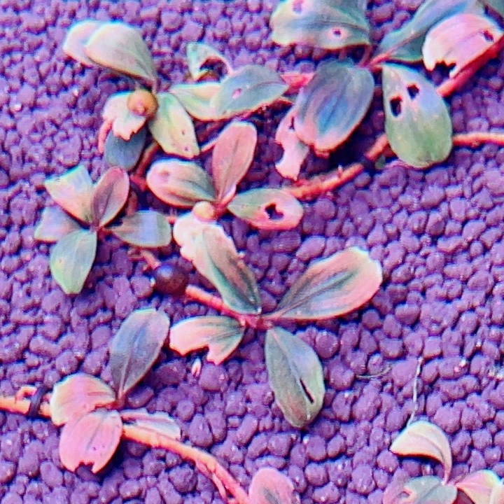 无花朵福利辣椒榕玄武海