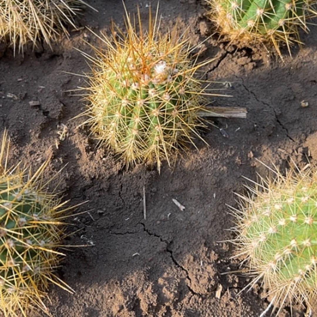 【闪购商品】春晓侧牙凉好带花