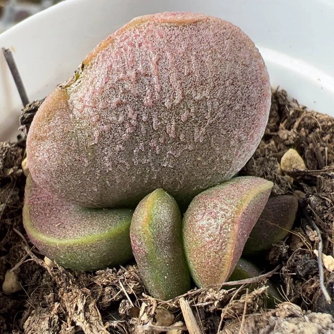 锦鲤磨砂蛋大苗多肉植物