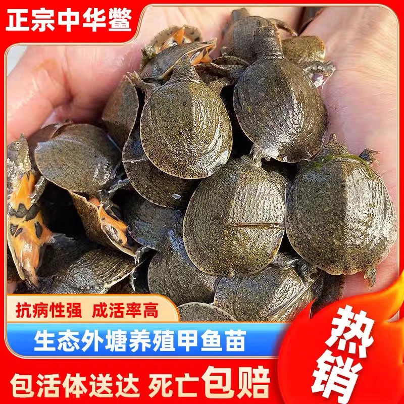 福利【中华黑花】外塘冷水甲鱼团鱼水鱼团鱼孵化养殖场优质挑选优质