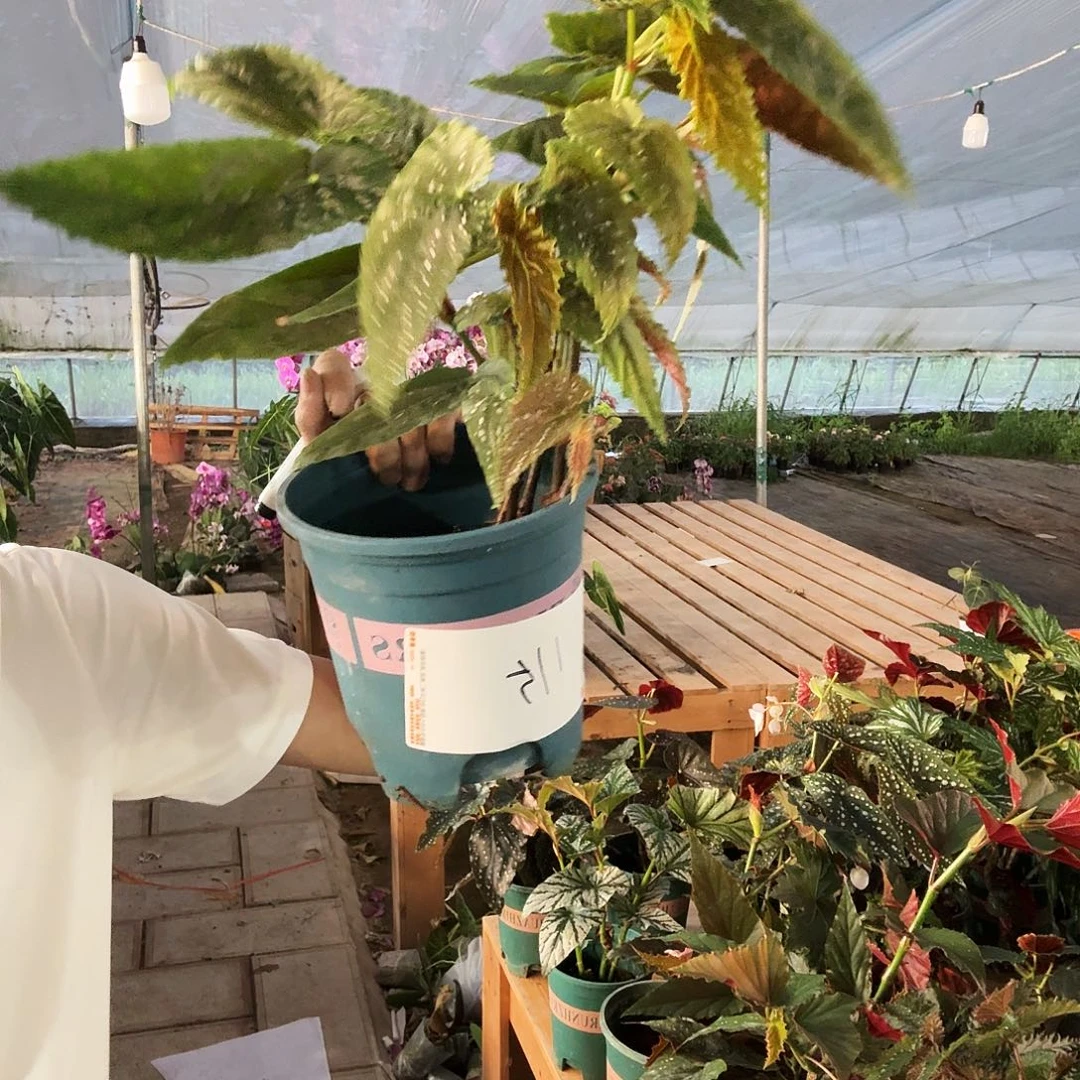 完全开放竹节115号