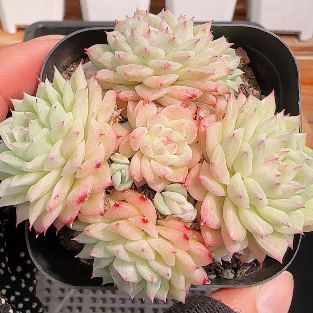 多肉1031--276麦秆