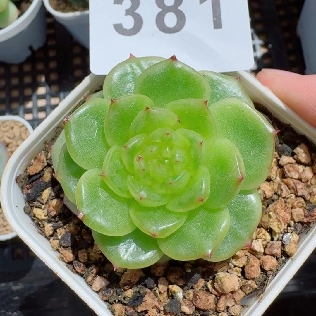 玉芷珍妮            精美多肉植物