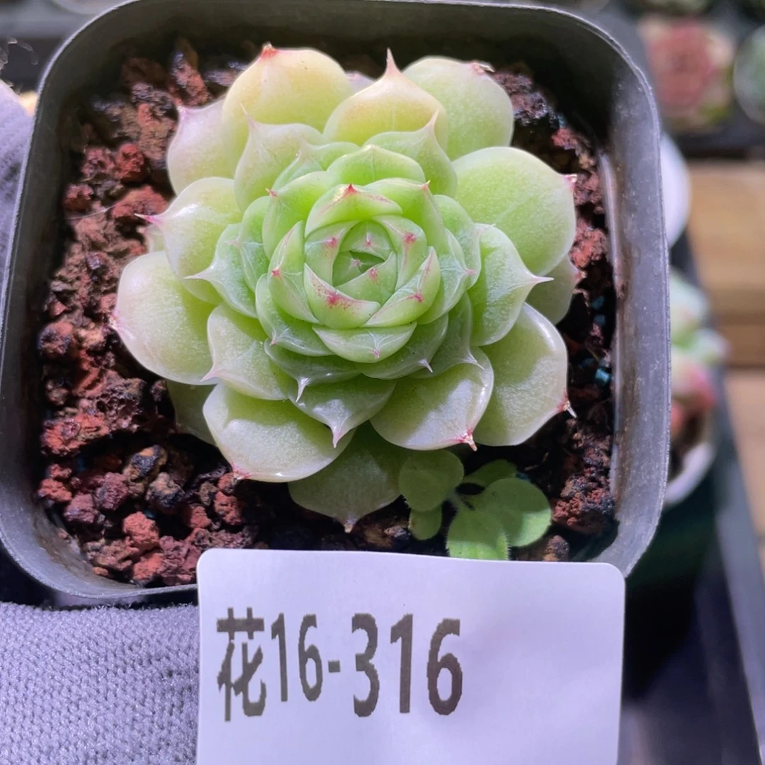 花利美16-316麦秆