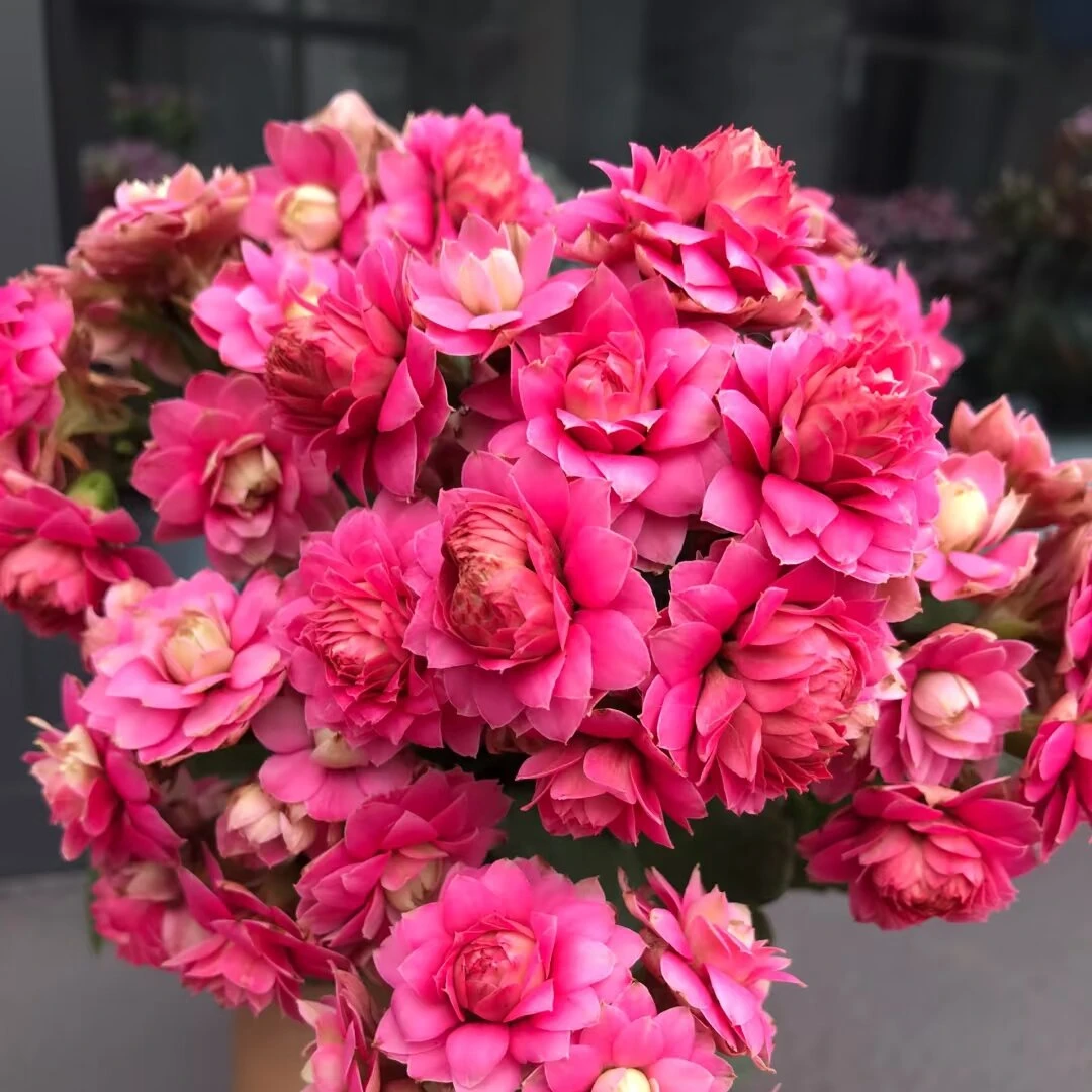 【天骄】重瓣超大花福利款长寿花110盆