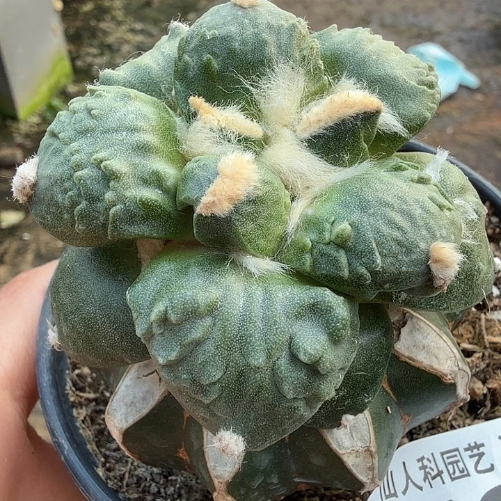 无花朵539怒涛牡丹