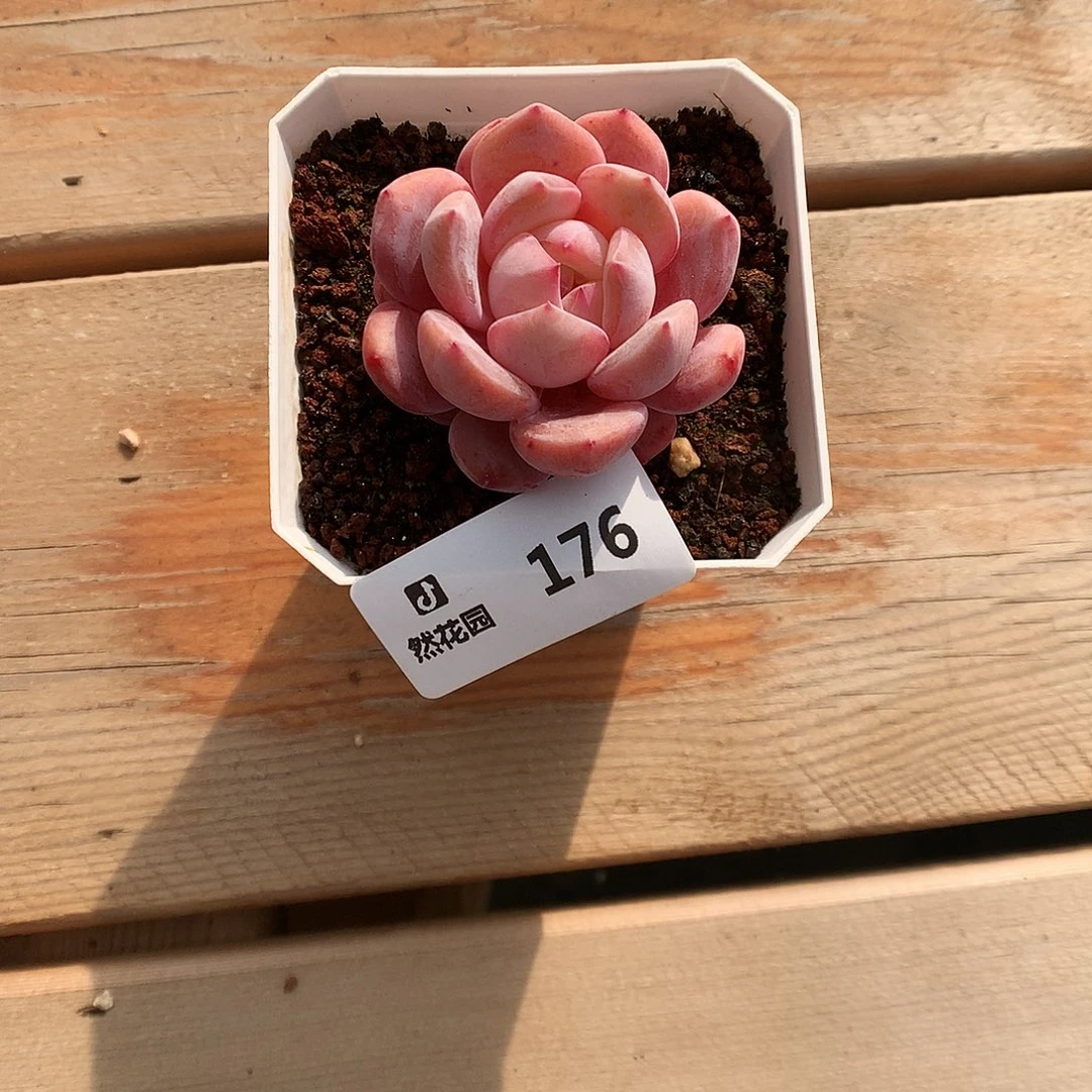 176星影多肉植物6666