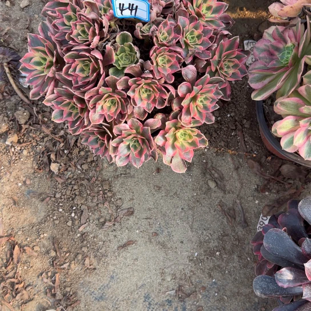 释***～441女妖多肉植物法师多肉