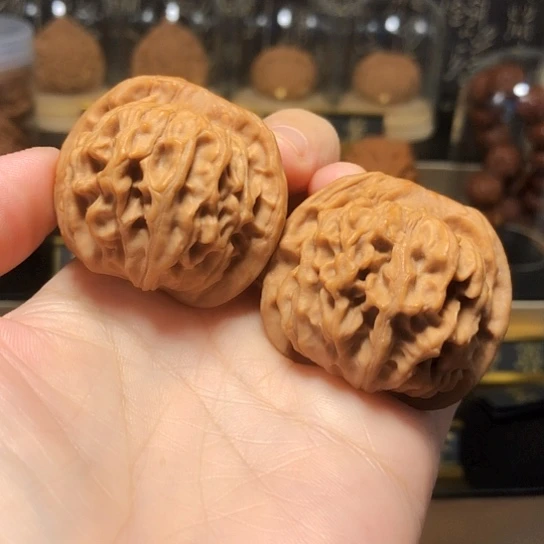 野生小众：天地狮子头