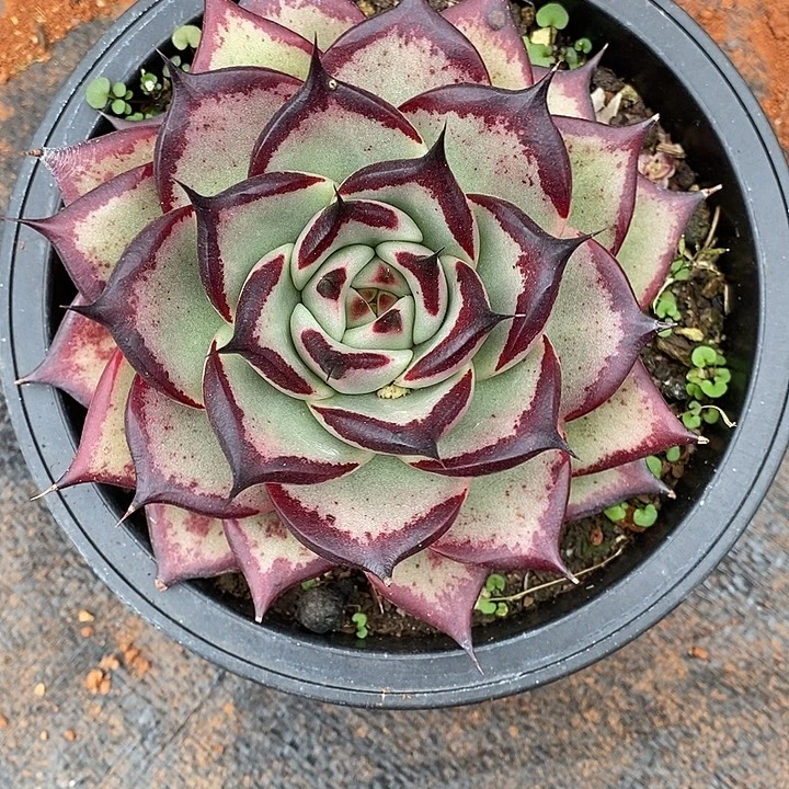 开播美乌福利大漏1