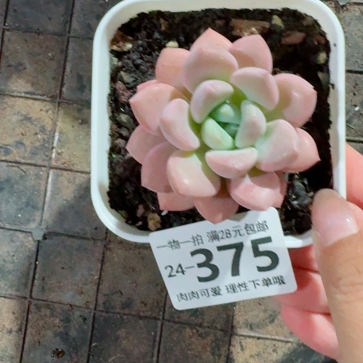 花斑鹿多肉无盆土发货无