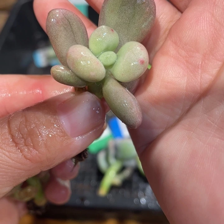 橙雪球锦啊啊啊啊啊啊啊啊334
