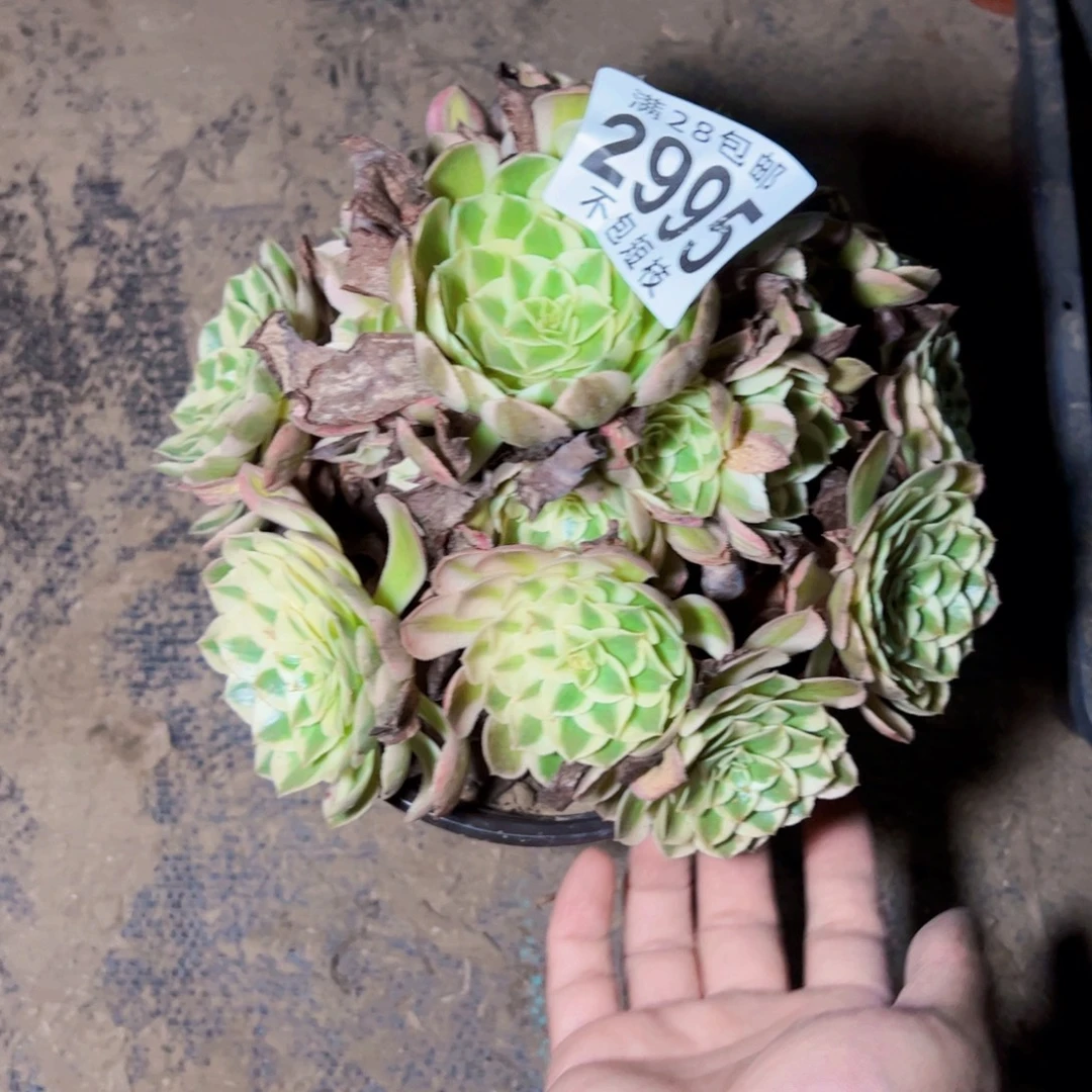 瑶光多肉植物2995