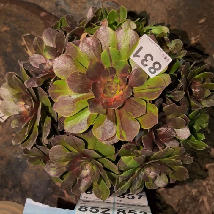 831墨染花月夜多肉植物