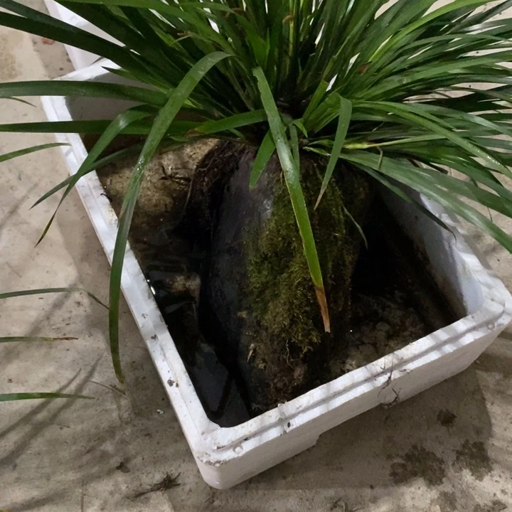 我****人菖蒲一位年轻女性向媒体