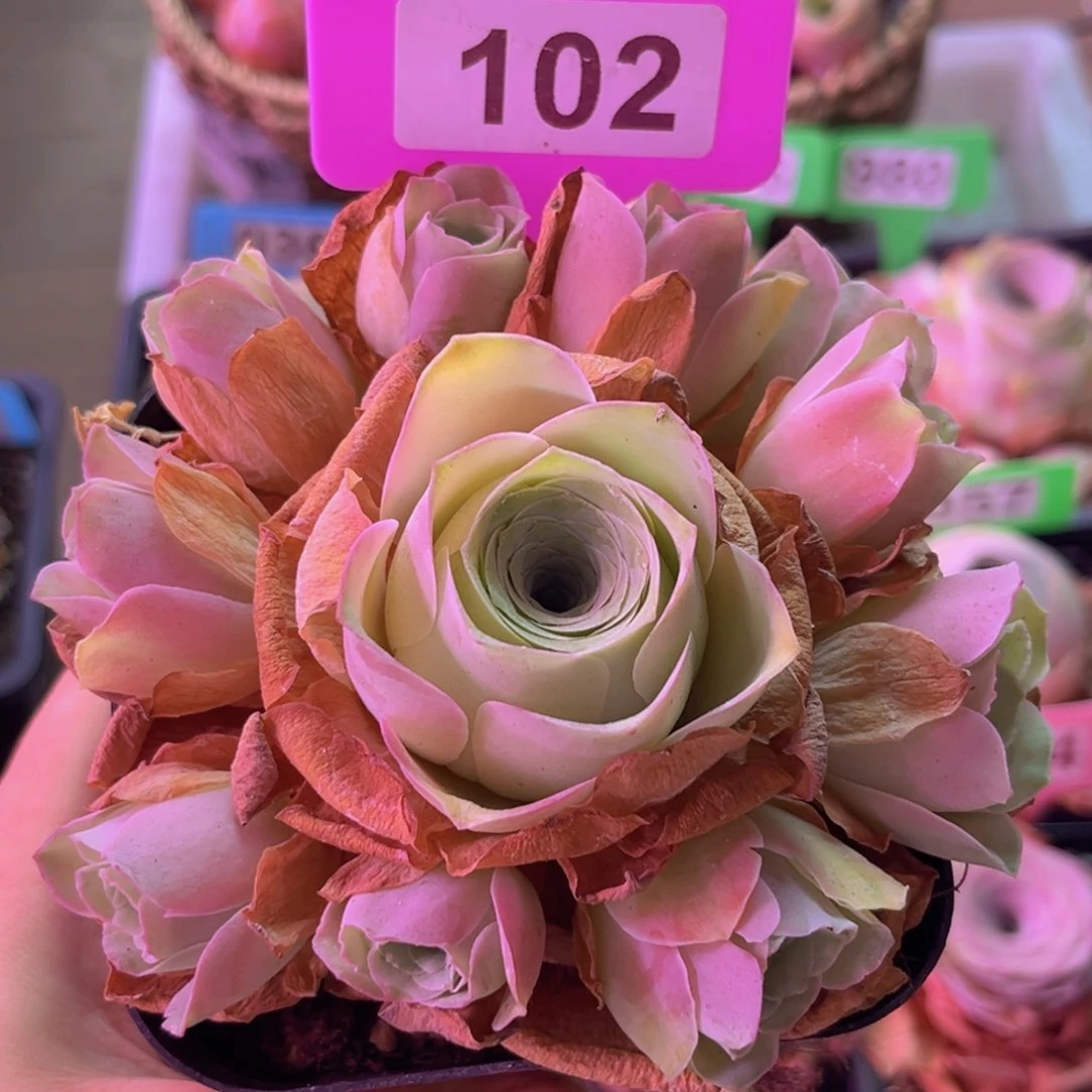 姝帕手捧花一物一拍102