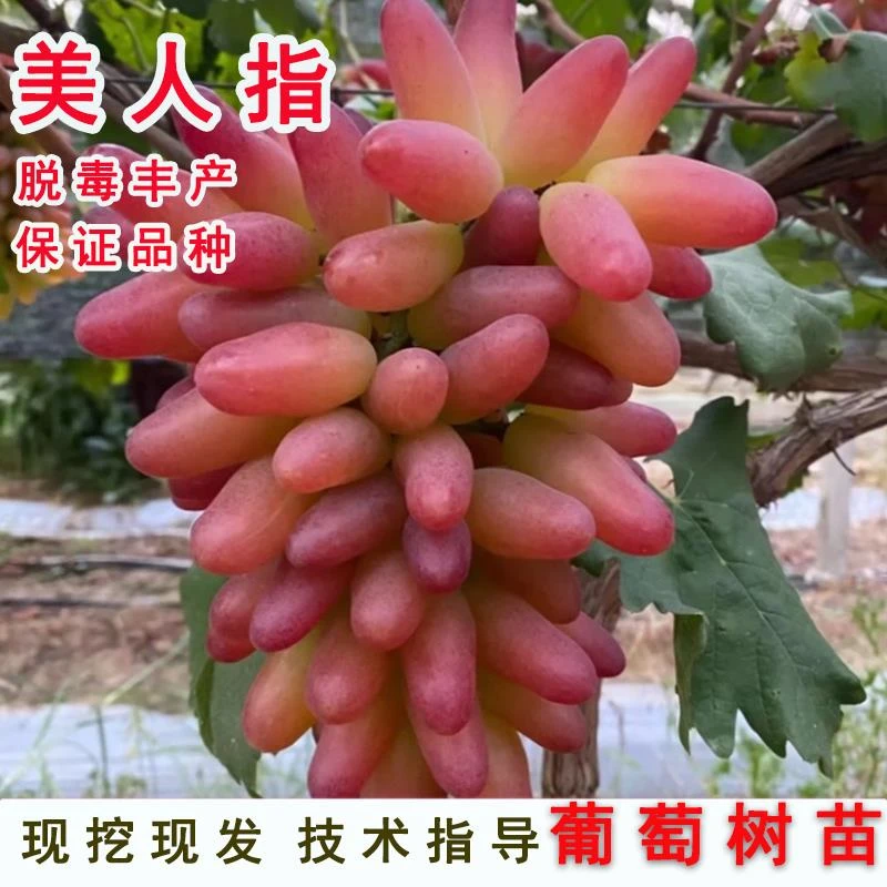 美人指葡萄树苗庭院地栽嫁接无籽爬藤葡萄树苖北南方种植当年结果