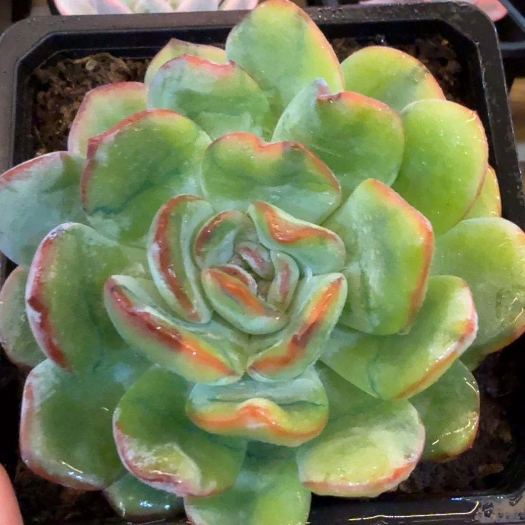 星星橙 安吉园艺锦