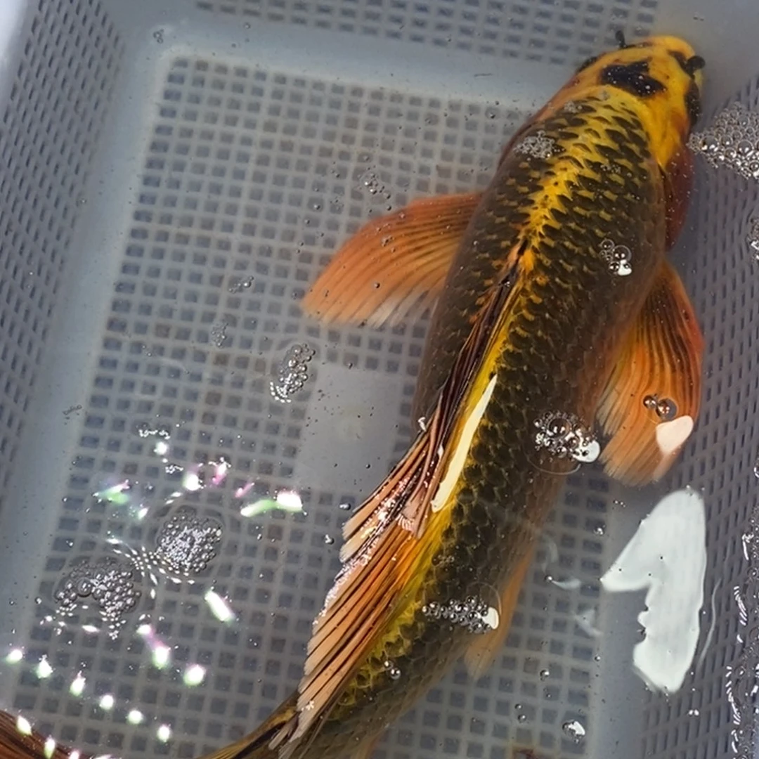 锦鲤锦鲤（无开箱视频不售后）开衩掉鳞属于正常现象 介意别拍