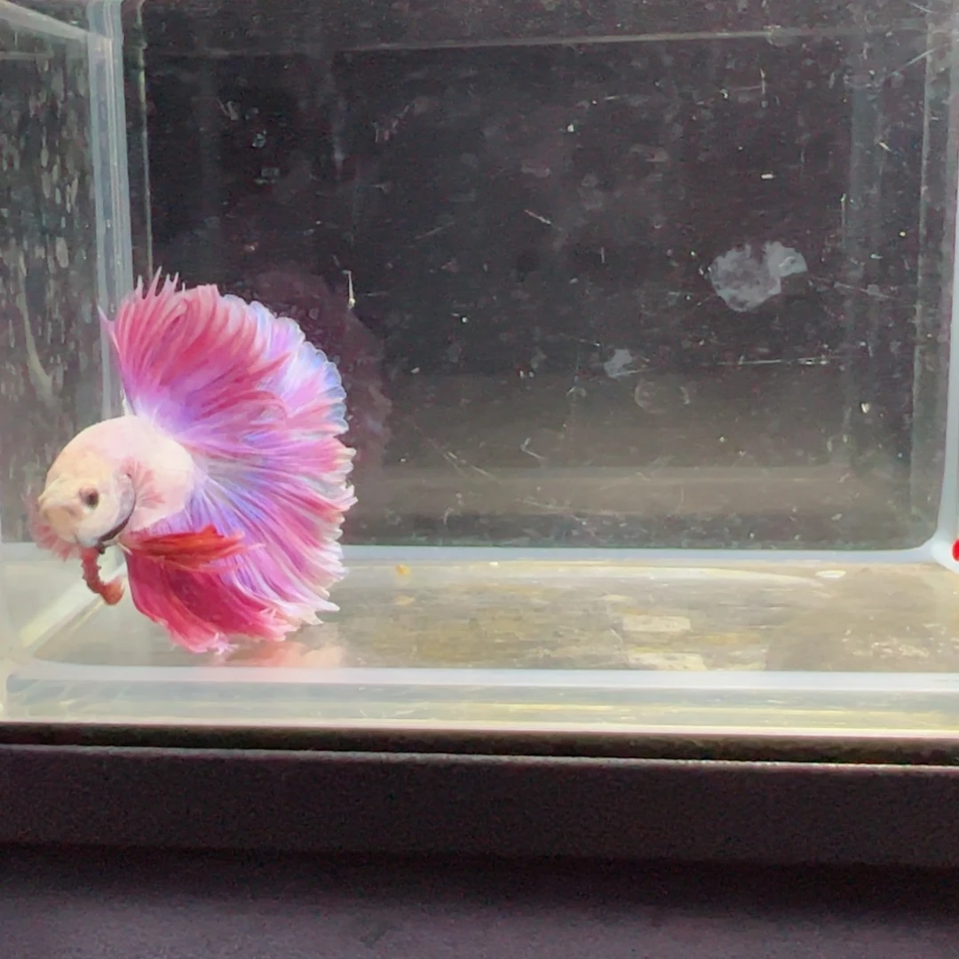 斗鱼浅色特殊尾hhhh