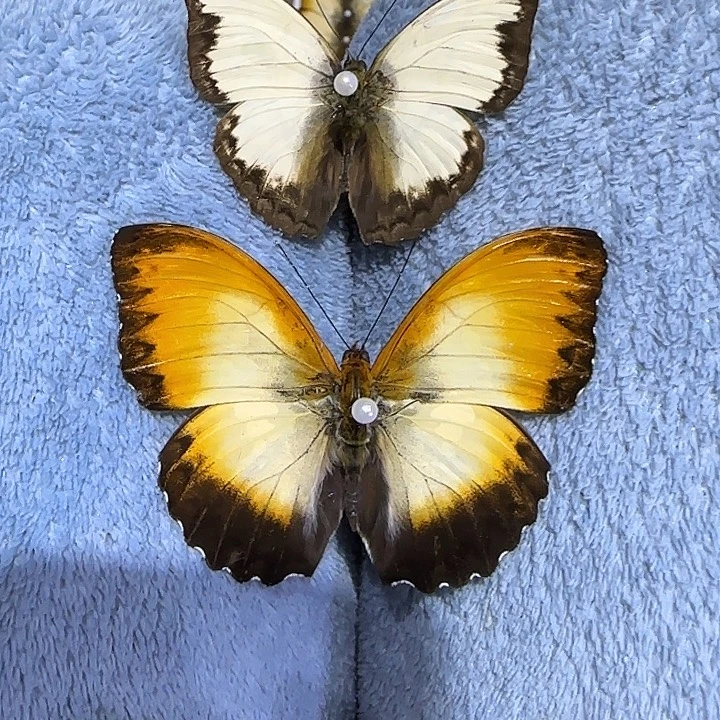 哇***咔两只非洲蝴蝶带框