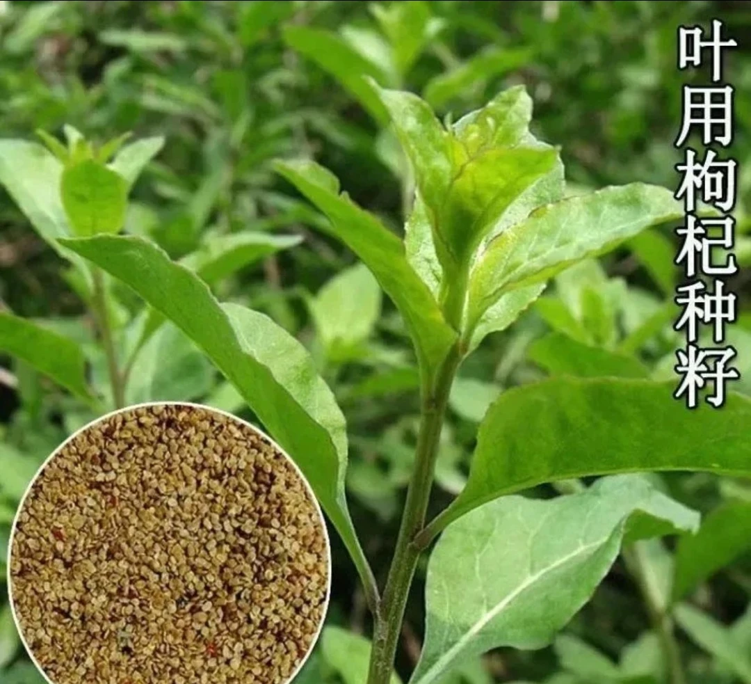 叶用枸杞芽种子菜用枸杞芽菜种苗食用无果枸蔬菜四季盆栽家庭园艺
