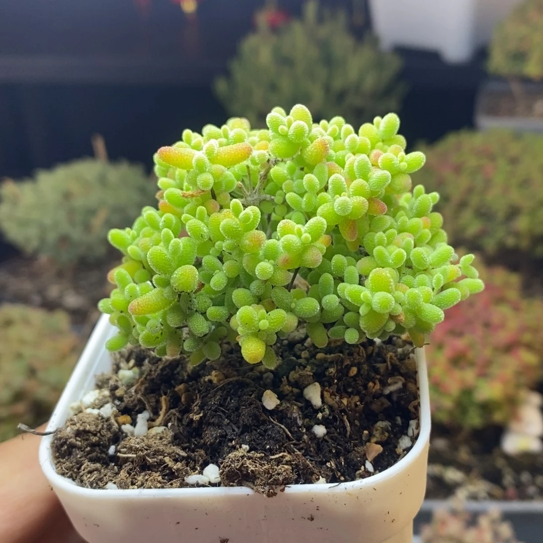 938号蜜橘糖球枝干多肉