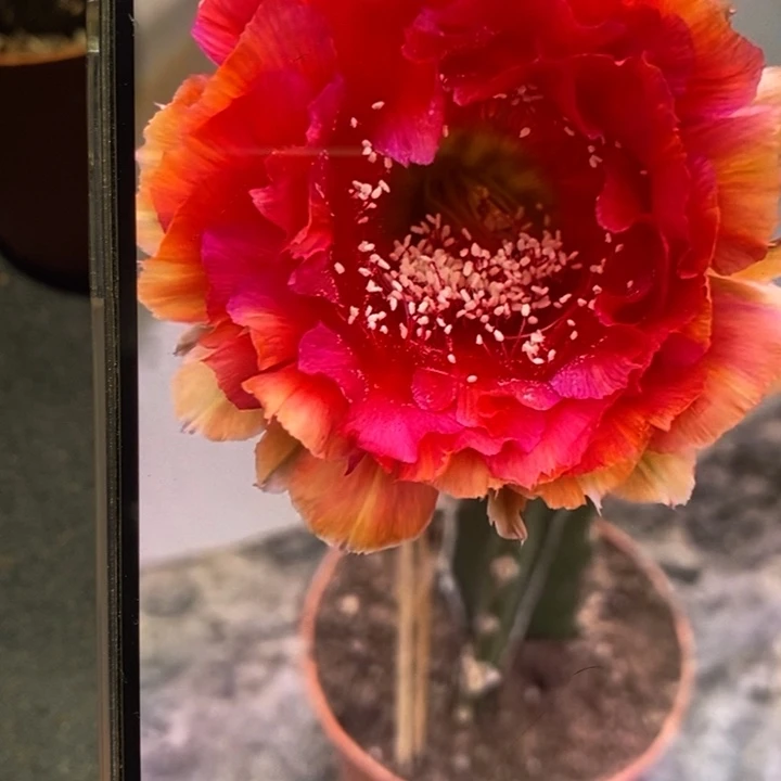 香香七夕侧芽2.5公分左右