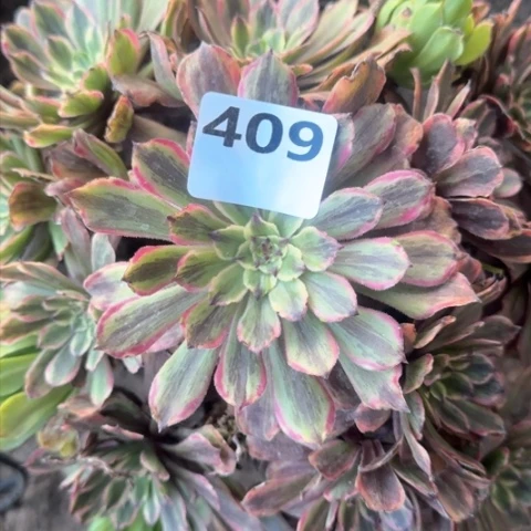 小****法师粉黛18-33