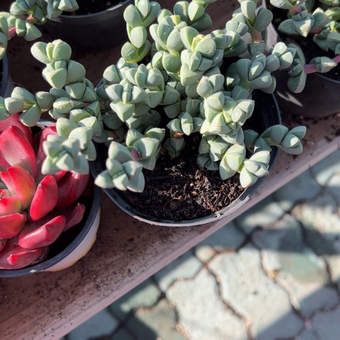 鹿角海棠多肉植物精品