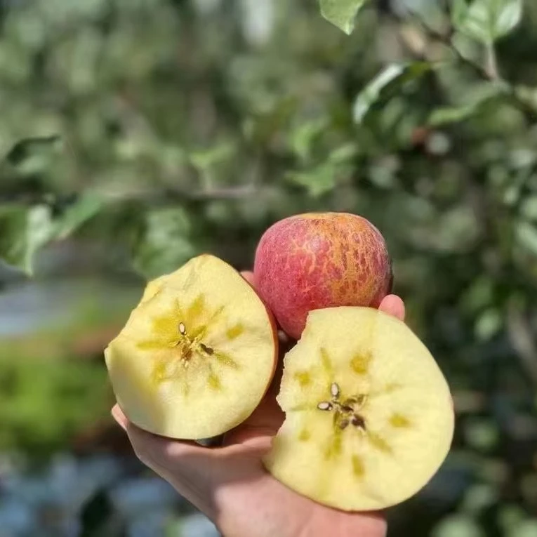 四川省凉山盐源脆苹果