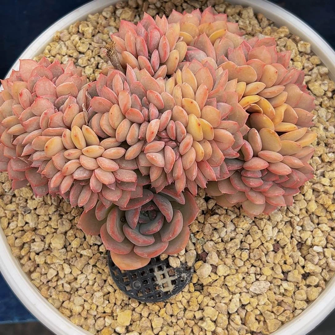 提拉米苏缀11111111111