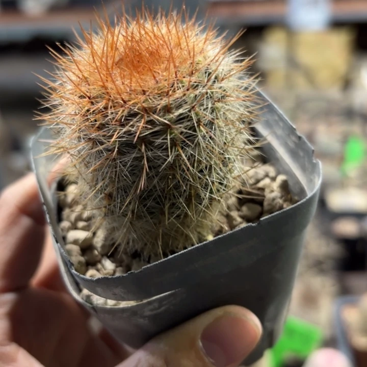 红神玉好养皮实好活