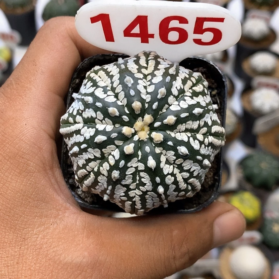 1465腹特价来咯哟吼呀