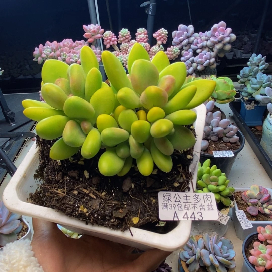443金蟾芒果奶多肉10cm