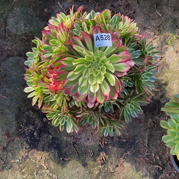 天合多肉植物528