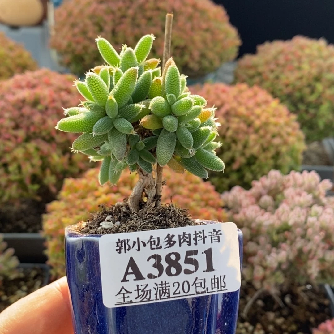 实生玉米3851枝干番杏