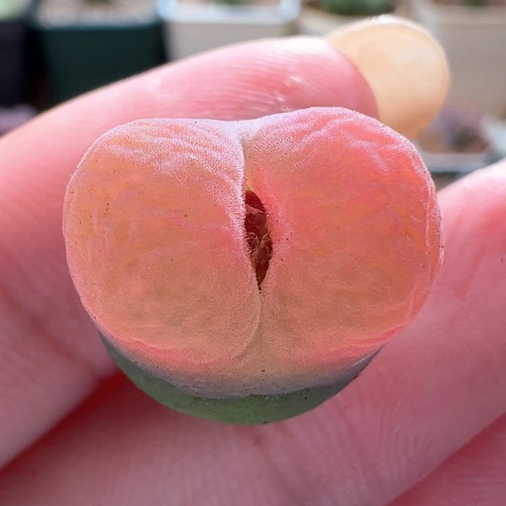 A631.  优选超好看粉窗毛。 开播福利。