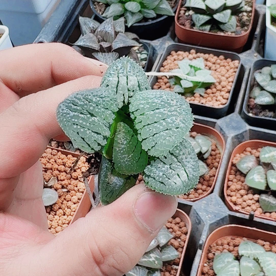 美***生十二卷福利活动裸根