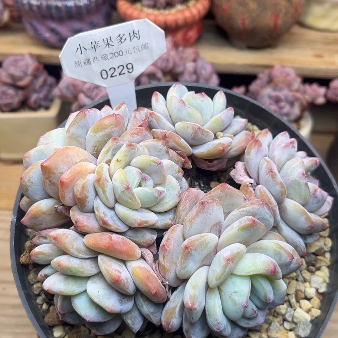 黄底紫心229/13cm6头