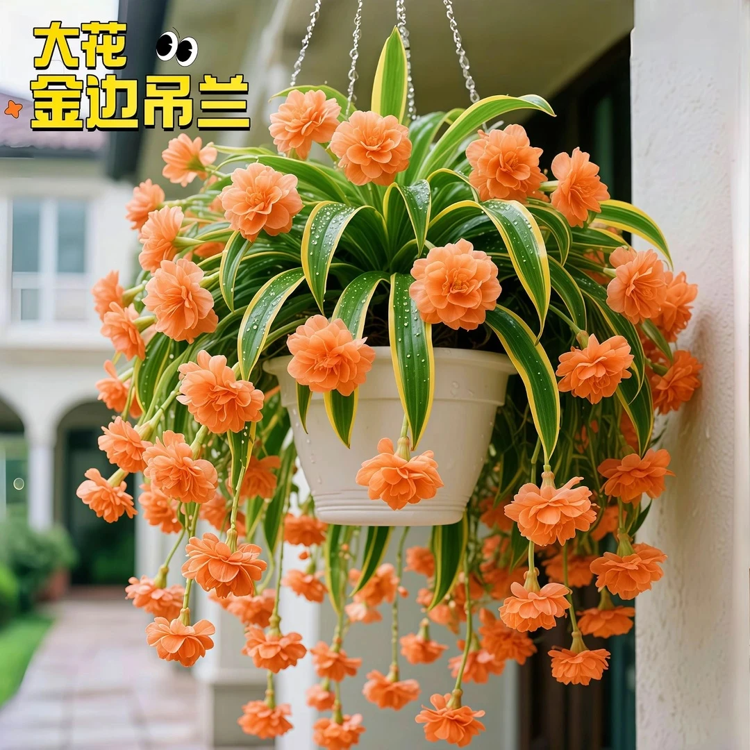 浓香型金边大花吊兰盆栽苗耐寒耐热四季可种好养易活花卉绿植好养